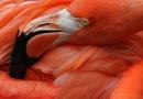 ​50 интересных и любопытных фактов о фламинго Почему фламинго имеет розовый цвет оперения
