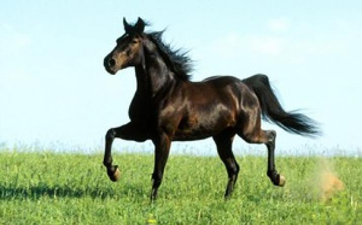Сколько должна весить лошадь Сколько весит взрослый конь