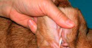Железные правила ухода за ушами собаки: советы врача