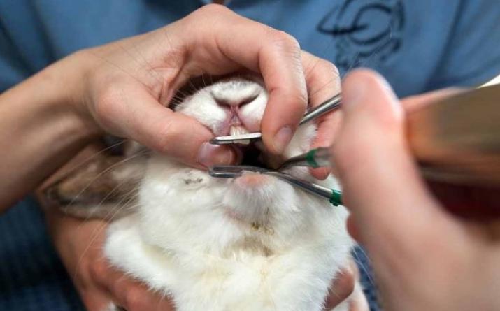 Проблемы и лечение зубов кролика Декоративный кролик скрипит зубами