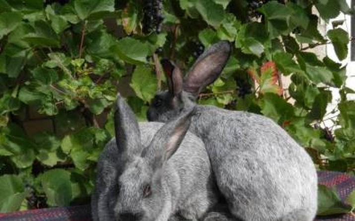 Серебристый кролик: всё о разведении «гостя из Франции» в родных краях